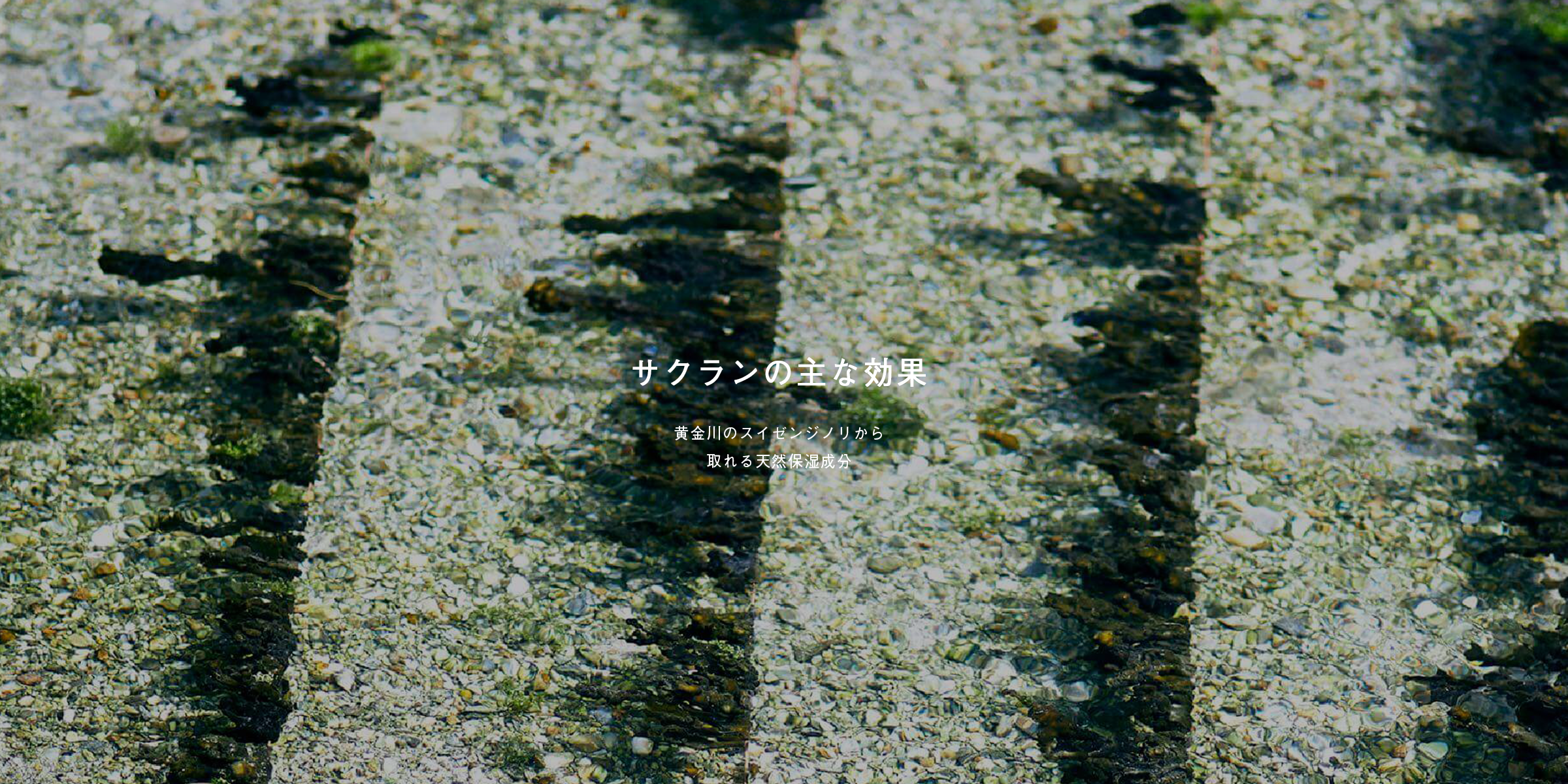 福岡県朝倉市に流れる黄金川のスイゼンジノリから取れる天然保湿成分サクランの主な効果を紹介するメイン画像